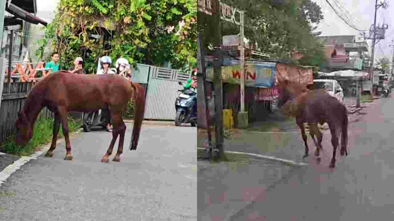 Melenggang di Jalan, Kuda Lepas di Banjarmasin Mendadak Jadi Tontonan
